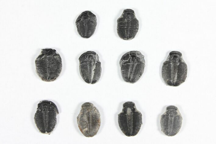 Lot: / Elrathia Trilobite Molt Fossils - Pieces #92002
